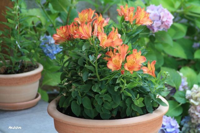 Alstroemeria
